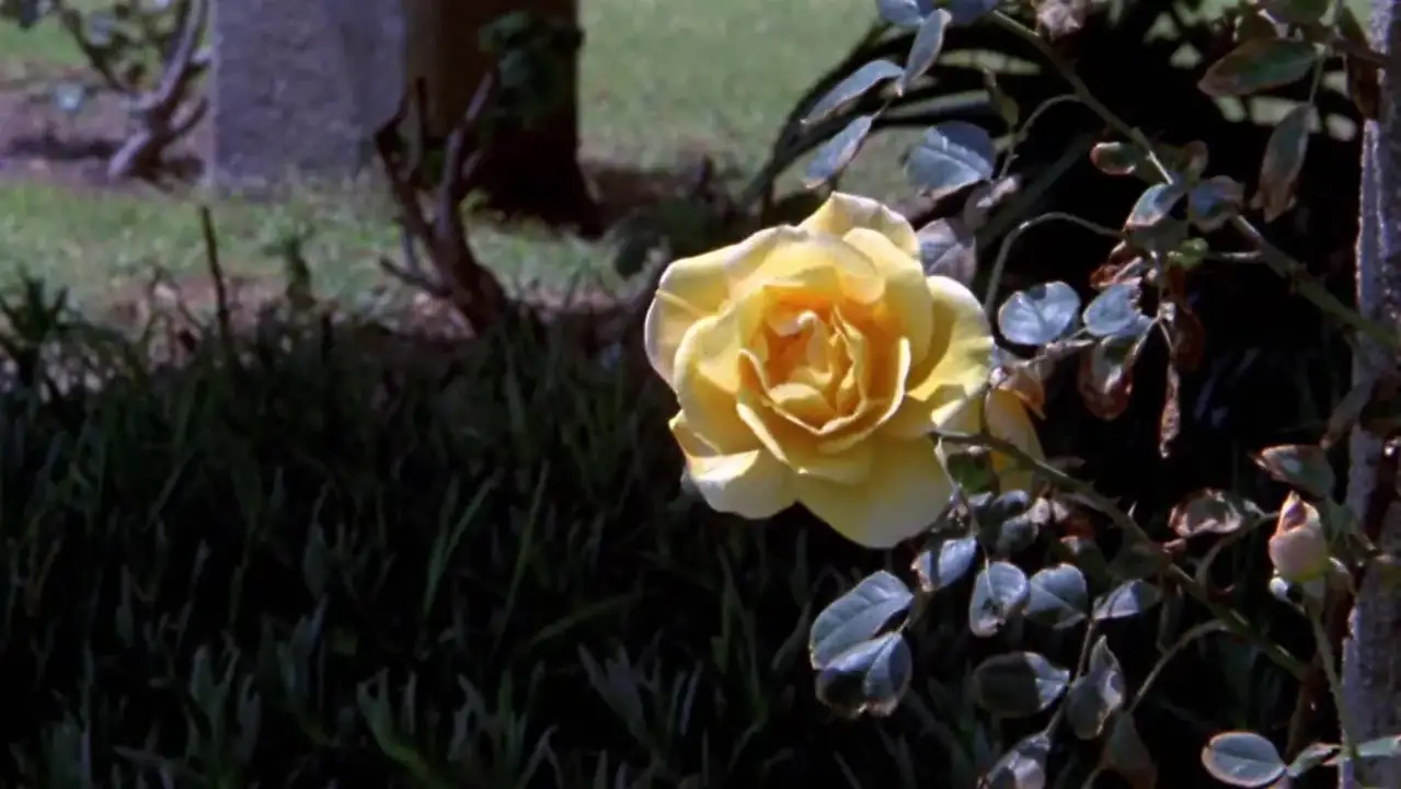 Historia Sexual De O (1984) ประวัติศาสตร์ทางเพศเดอโอ